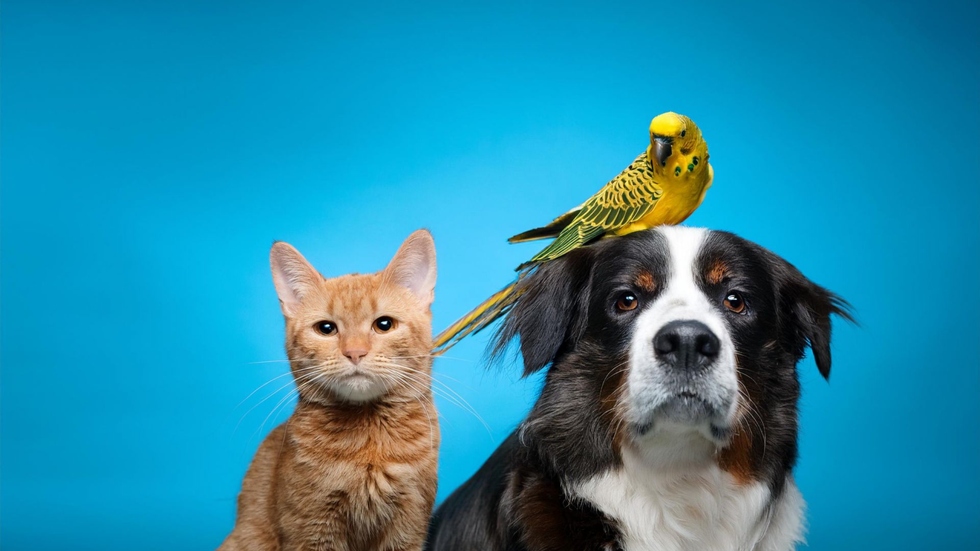 Dog cat and parrot